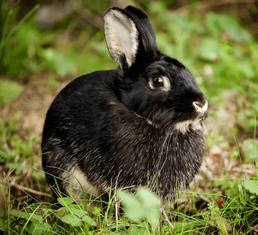 Черный кролик на английском. Черный кролик. Черный заяц в лесу. Милый черный кролик. Кролик 2023.