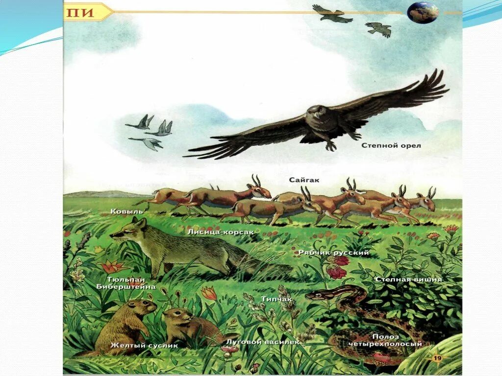 Экосистема степи. Биогеоценоз степи. Степные экосистемы животные. Экосистема в степи рисунок.