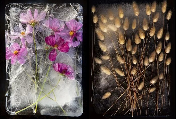 Можно ли заморозить цветы. Цветы во льду. Замороженные цветы. Цветы во льду фото. Весенние цветы во льду.