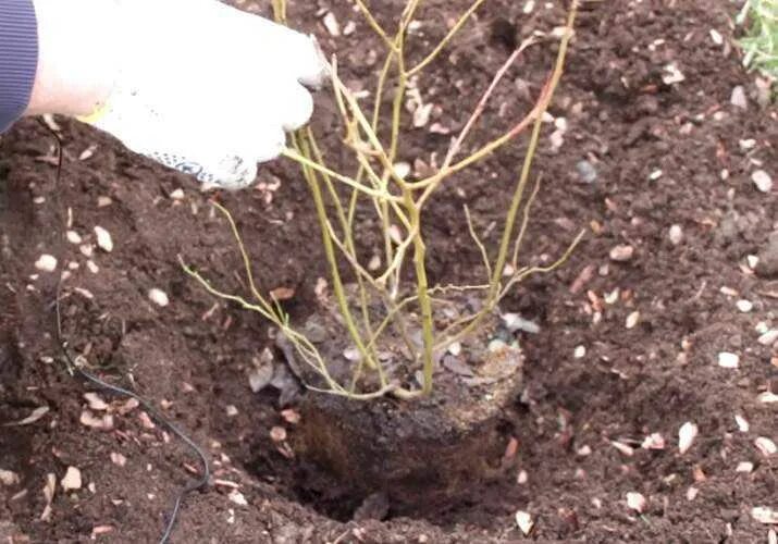 Уход за голубикой садовой весной. Корни голубики садовой. Голубика Садовая посадка. Голубика Дюк трехлетний саженец. Голубика Дюк посадка.