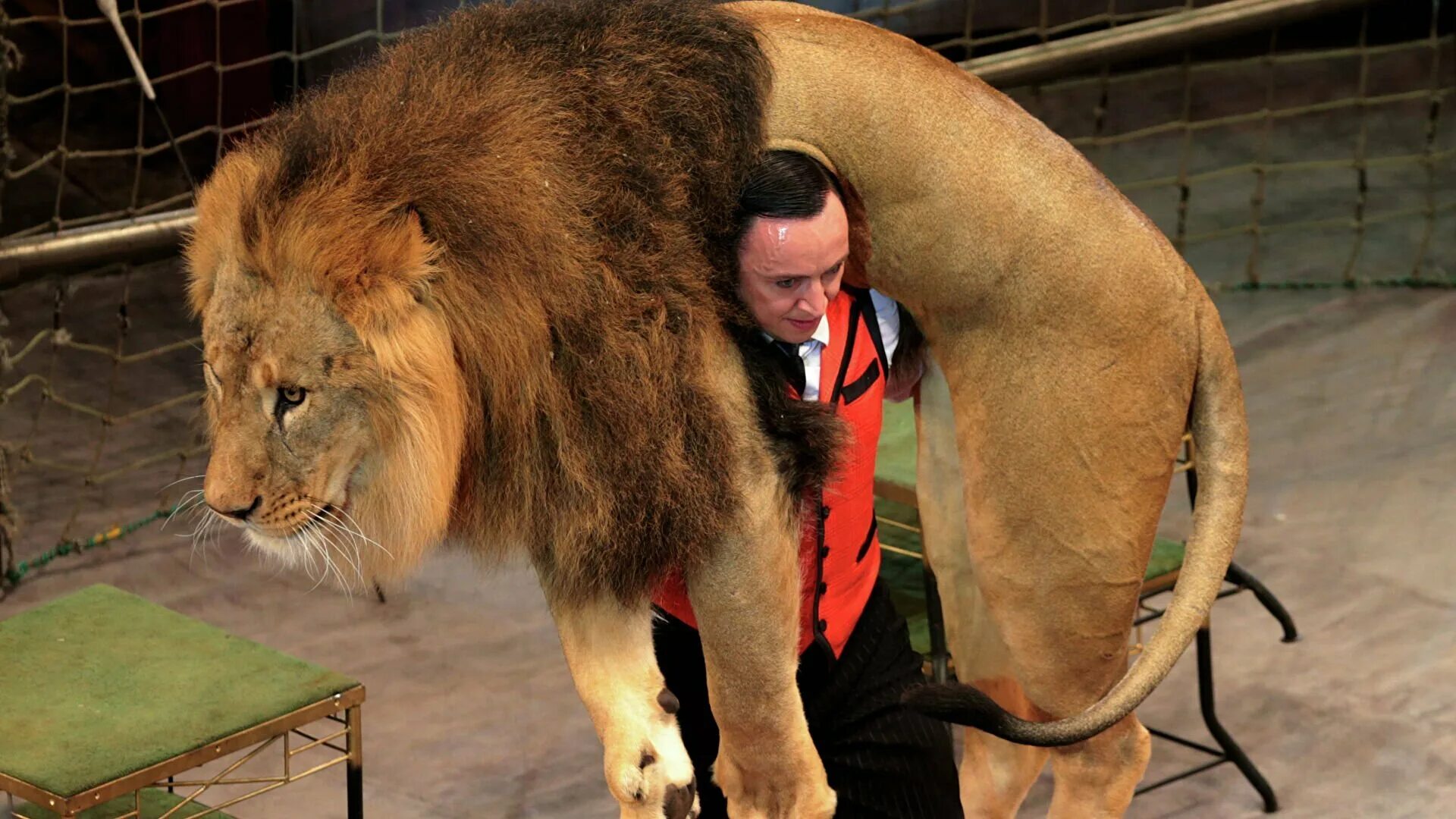 Лев в цирке. Самый большой Лев в мире.