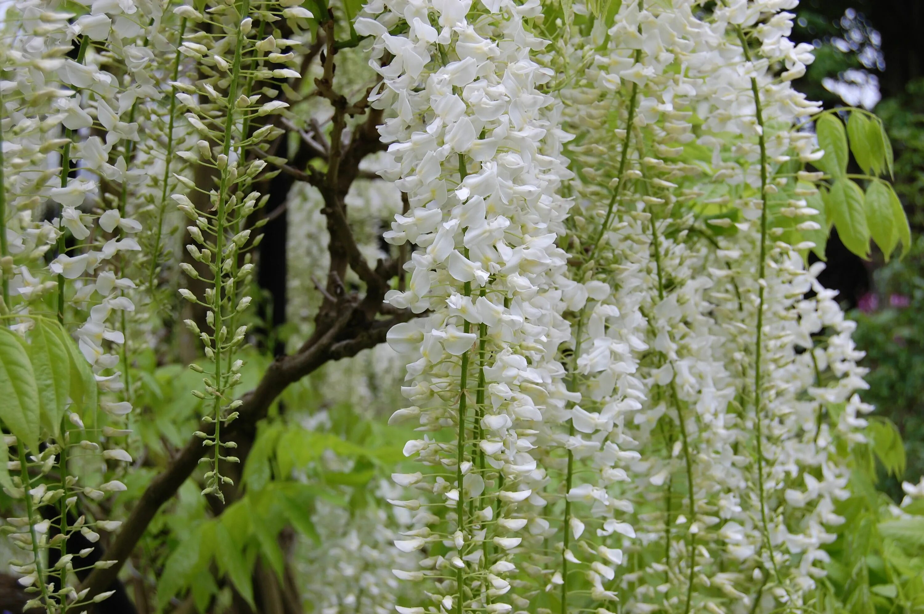 Floribunda Глициния. Белая Вистерия Глициния. Глициния белая