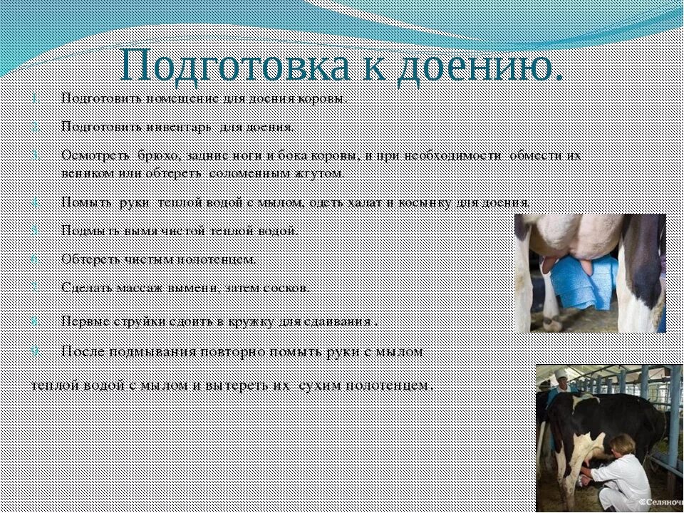 Через сколько доить после отела. 2. Технология доения коров. Протокол доения коров. Техника доения коров доильным аппаратом. Подготовка коров к машинному доению.