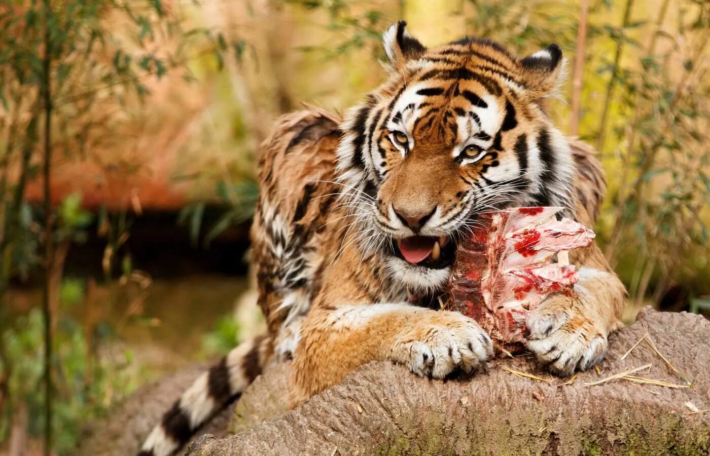 Тигр есть мясо. Амурский тигр ест мясо.