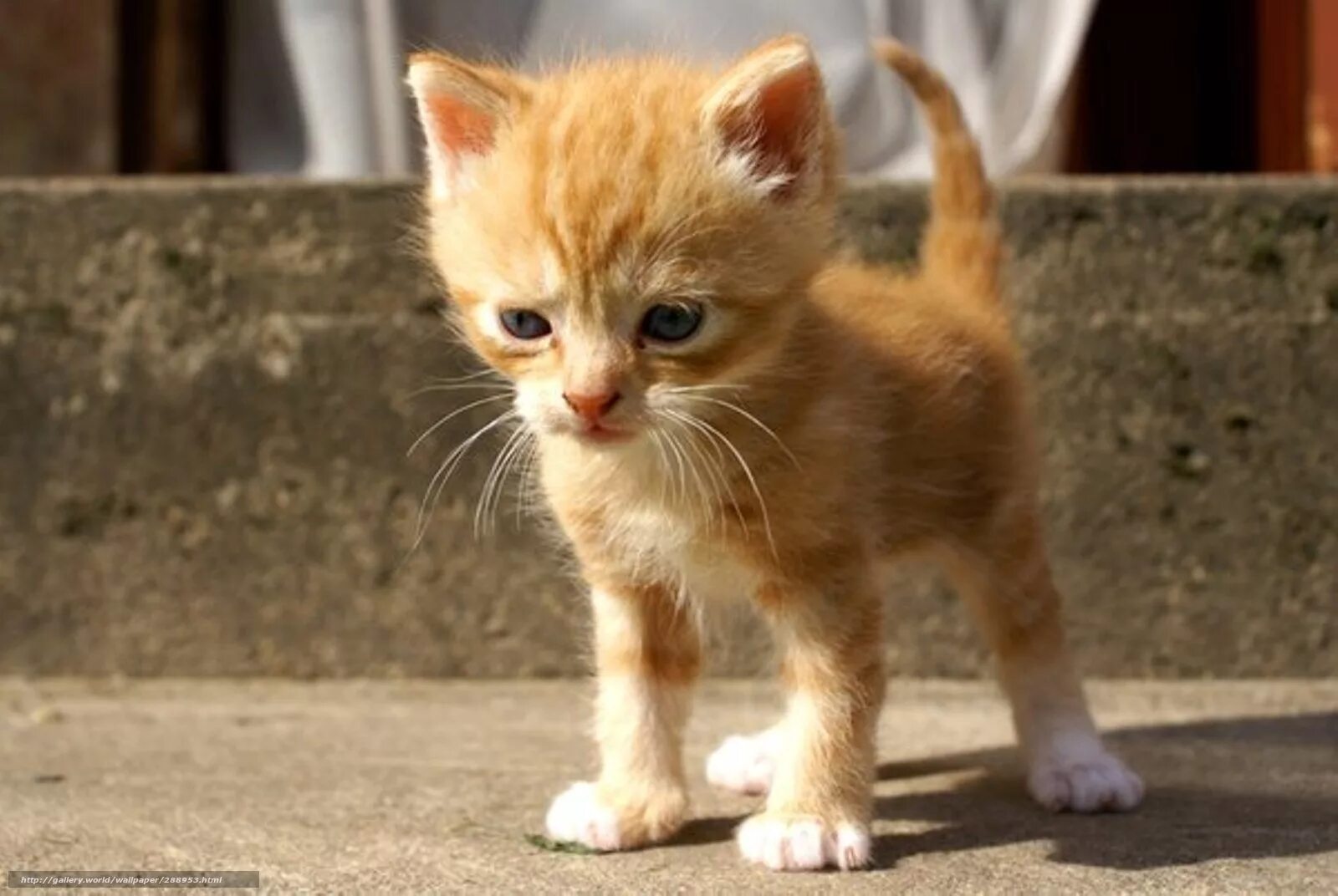 Котенок стоит. Маленький котенок. рыжий котёнок. крошечный рыжий котенок. рыжий кот маленький.