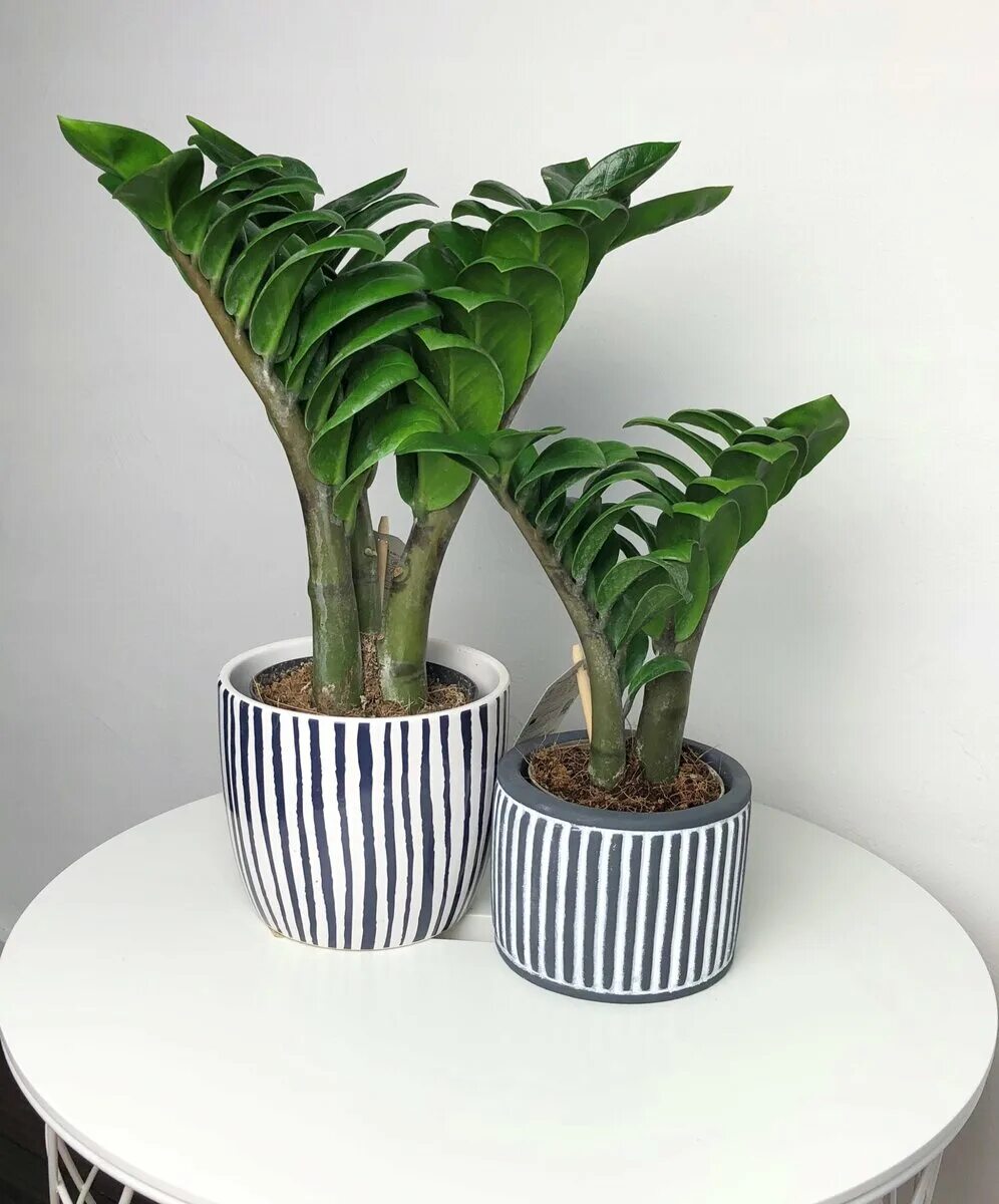 Zamioculcas zamiifolia Zenzi - Zenzi ZZ Plant Plants, Small potted plants, Plant