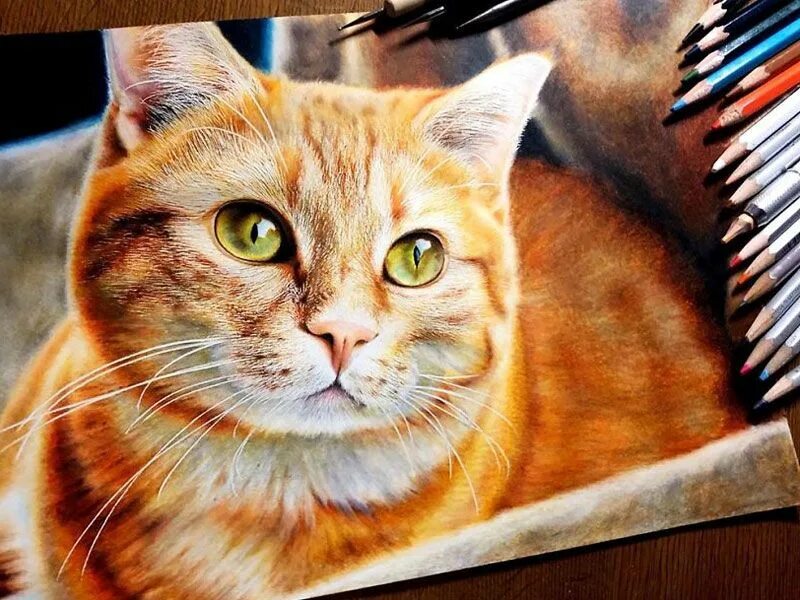 Реалистичное фото кота