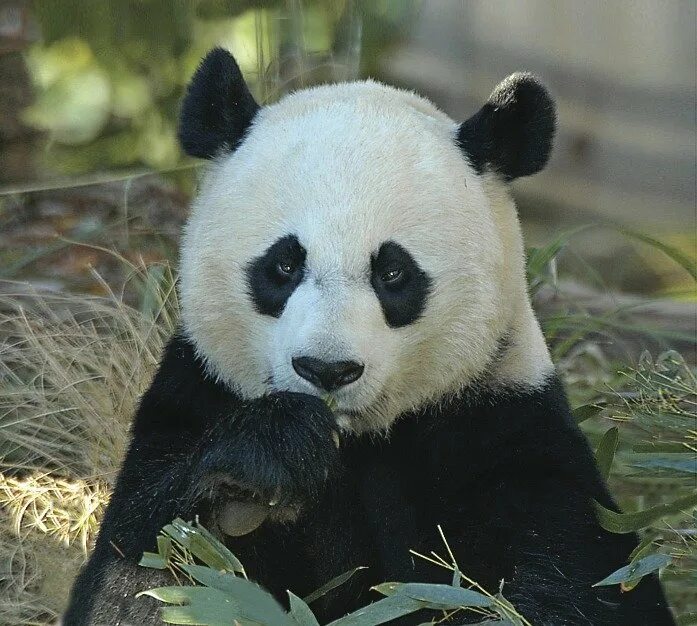большая панда. животные красной книги большая панда. большая панда международная красная книга. большая панда. животные красной книги большая панда.
