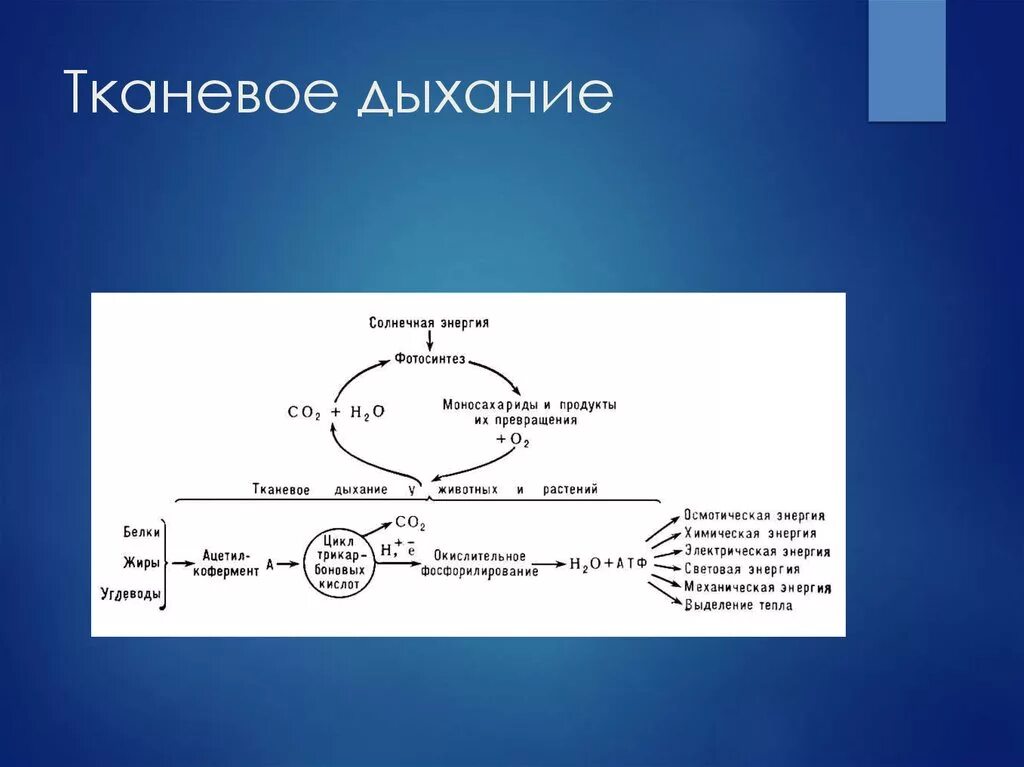 Образование атф сопровождается. Активатор ферментов тканевого дыхания. Схема тканевого дыхания биохимия. Процесс тканевого дыхания биохимия. Синтез АТФ В процессе тканевого дыхания.