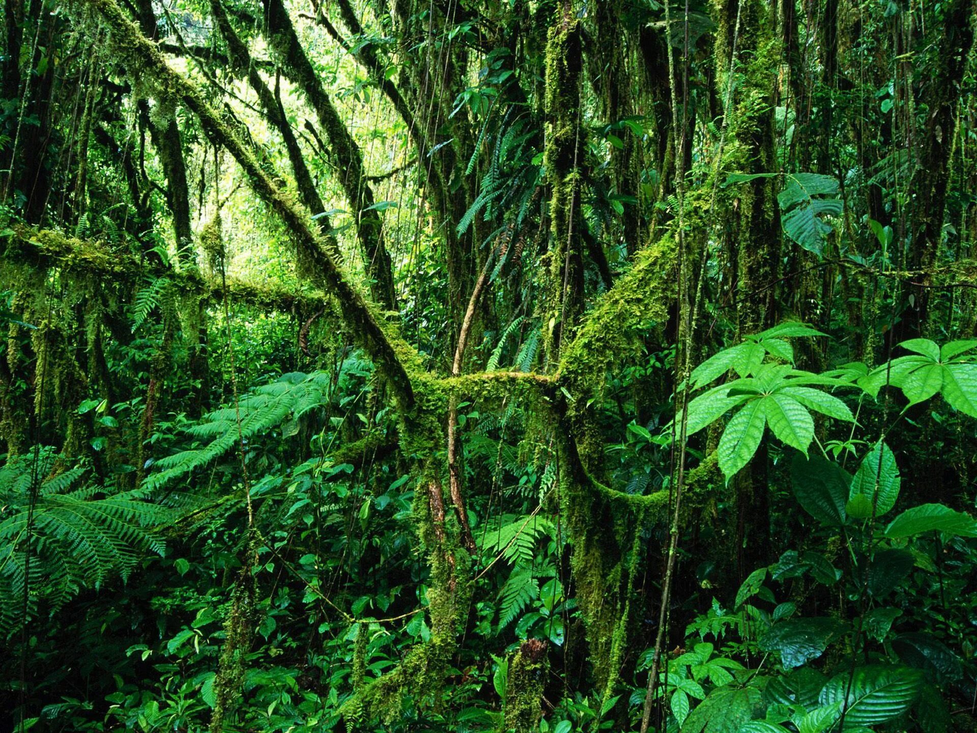 Влажные экваториальные леса условия жизни. Южная Америка Сельва лианы. Экваториальный лес Сельва растения. Вечнозеленые тропические леса Конго.