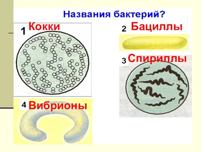 Название 3 бактерий. Палочковидные бактерии кокки. Вибрионы стафилококки бациллы спириллы. Строение бактерии кокки. Кокки спириллы бациллы.