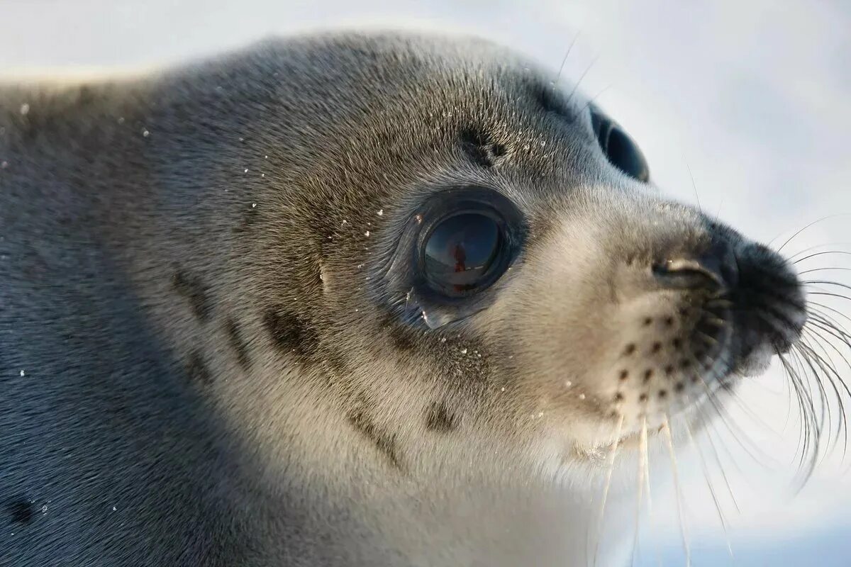 Какого цвета морской котик. Тюлень сивуч. Какого цвета морской котик. Морской котик тюлень нерпа черный. Какого цвета морской котик.
