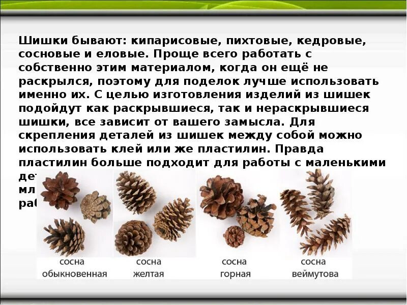 Какая плотность у шишки. Описание шишки. сообщение о шишке. шишки с названиями. сообщение о сосновой шишке.