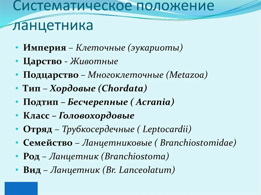 Систематическое положение животных. Подтип бесчерепные классификация. систематическое положение ланцетника. систематика хордовых животных. систематика типа хордовых.