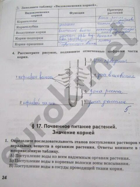 Рабочая тетрадь по биологии 6 класс пасечник цветок. Биология 6 класс рабочая тетрадь корнилова. Лабораторные работы по биологии 6 класс сонин. Видоизменения корней таблица. Заполните таблицу видоизменения корней.