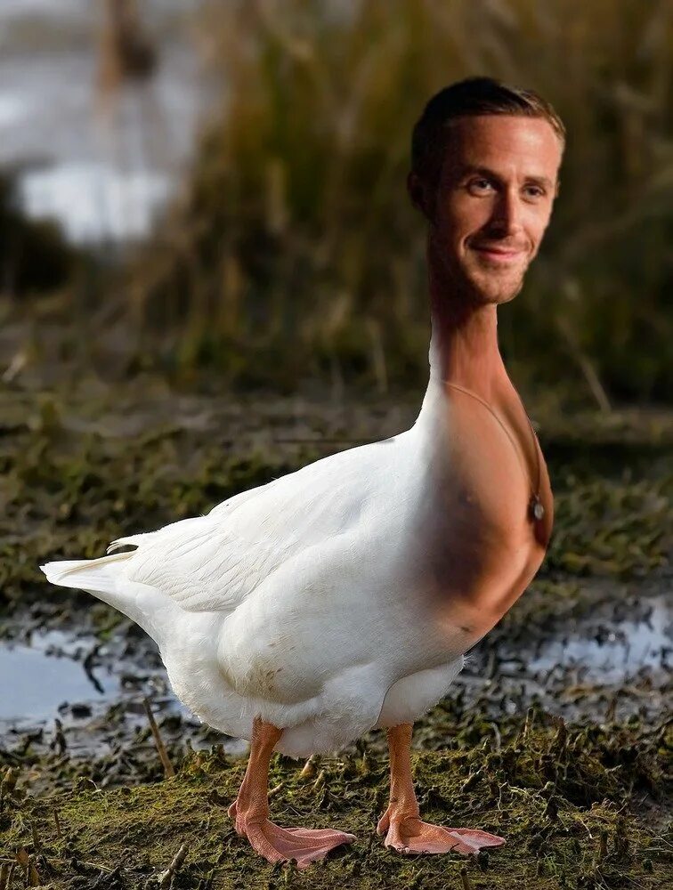 Уточка с прической. Гусь с хозяином. Гусь обнимут. Мужчина гусь. Мужчина гусь.