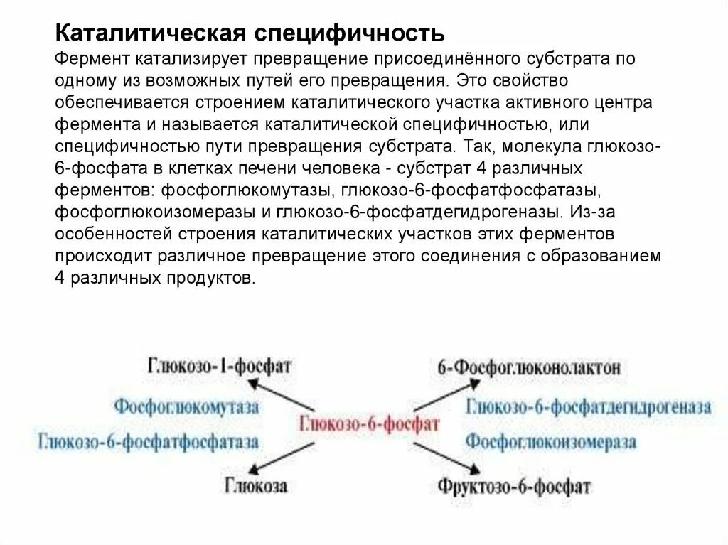 Свойства катализаторов ферментов. Глюкозо 6 фосфат пути. Специфичность ферментов. Специфичность пути превращения. Каталитическая специфичность ферментов.