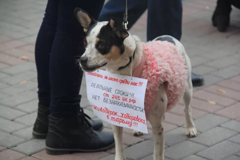 Кто такой живодер. Против живодеров.