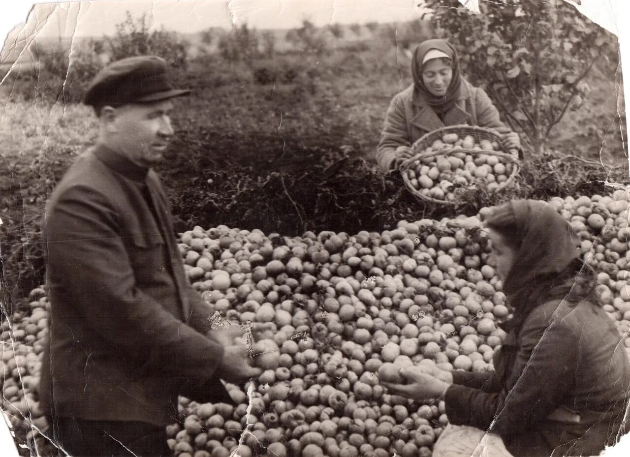 Таранин виктор иванович оао дашковка. Ясенки для детей. Совхоз большевик серпуховского района. Совхоз большевик. Совхоз большевик.