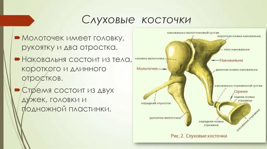 Какую функцию выполняют слуховые косточки. Строение слуховых косточек молоточек наковальня стремечко. Строение уха стремечко наковальня. Молоточек наковальня стремечко на латыни. Слуховые кости среднего уха анатомия.