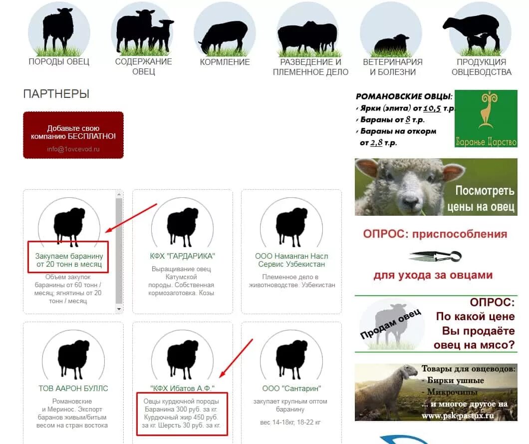 Схема разведения овец. Основные породы овец. Условия содержания овечек. Рацион овец. Сколько вес барана