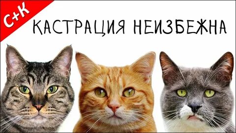 Рассказы про кастрацию