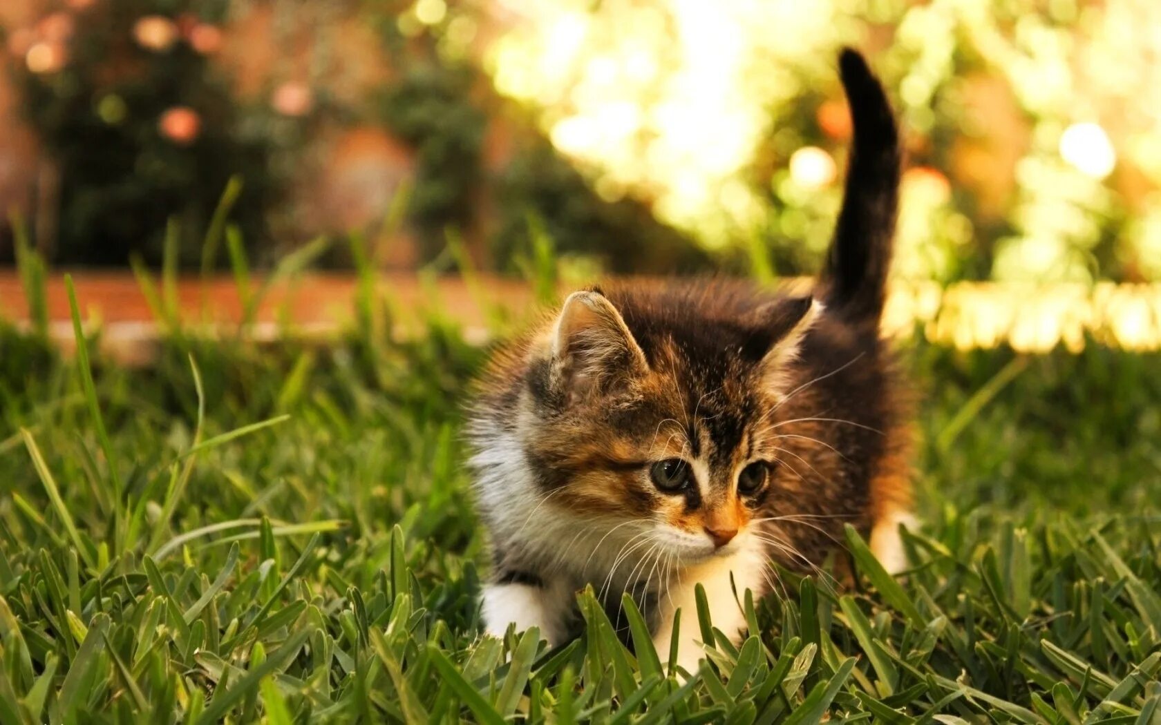 Какие котенки