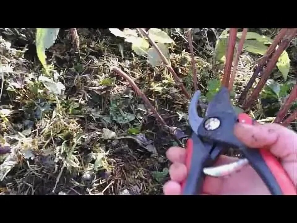 Как обрезать ремонтантную малину видео
