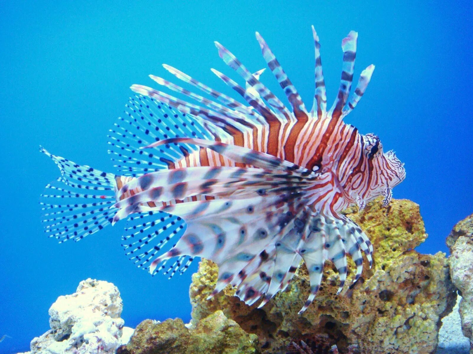 Большой Барьерный риф рыбы. Большой Барьерный риф Австралия рыбы. Коралловый риф Австралия рыбы. Барьерный риф Австралии рыба бабочка.