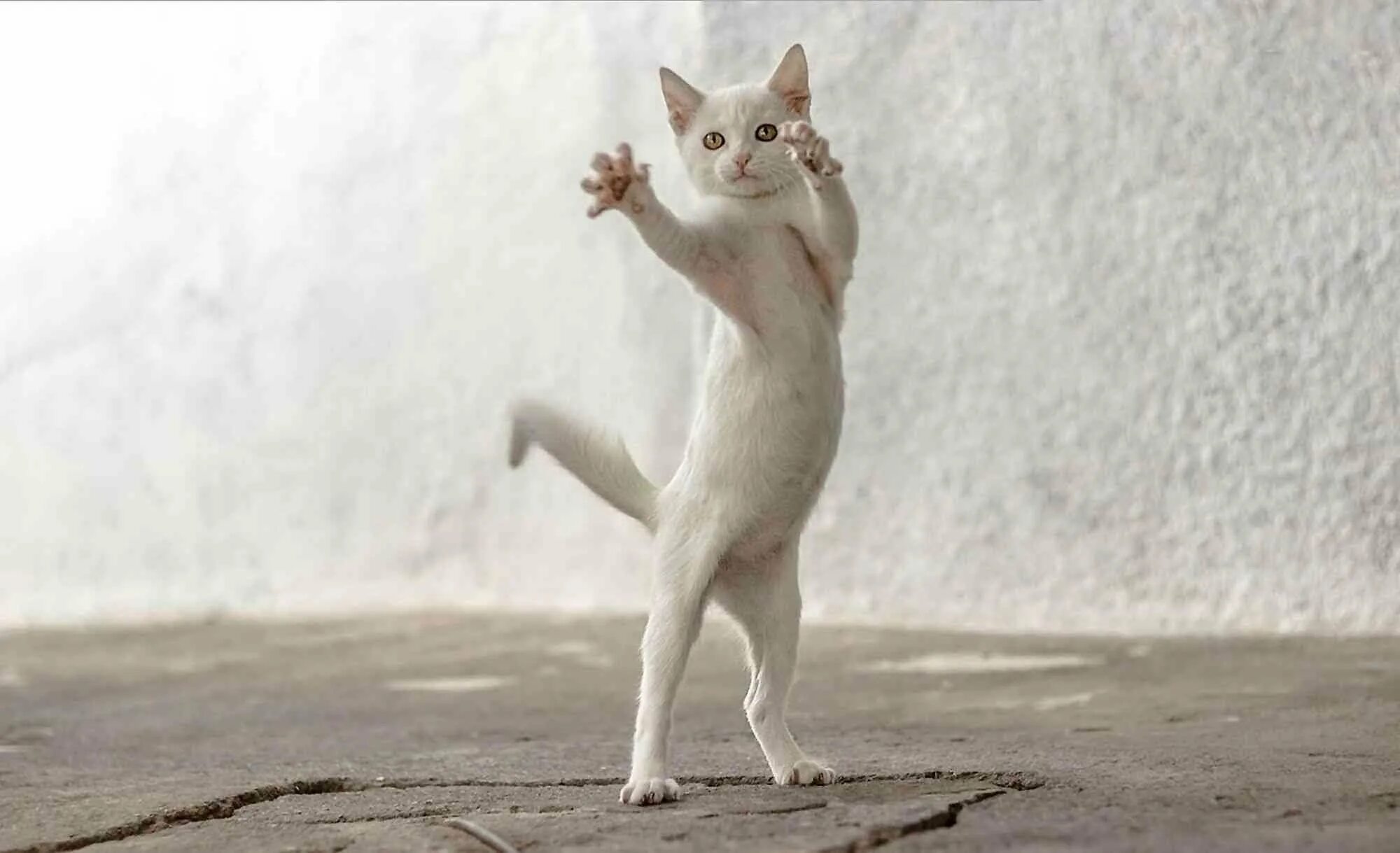 Где коты танцуют. Танцующий кот. Котик танцует. Танцующая кошка. Белый кот танцует.