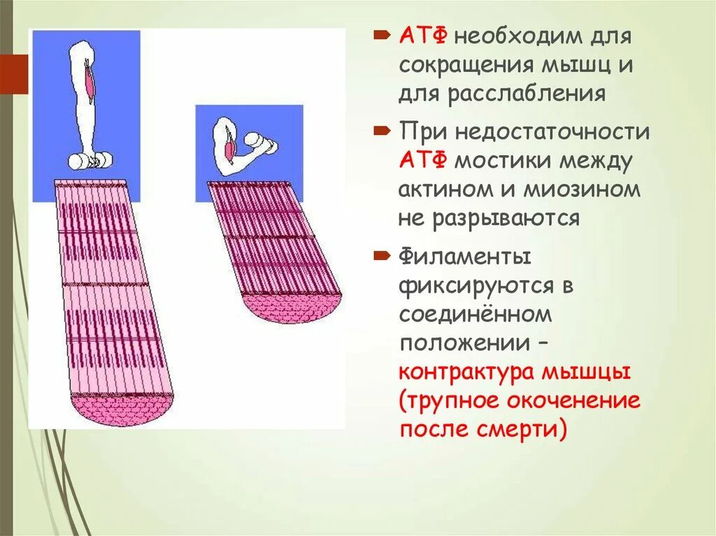 Сокращение и расслабление мышц. Мышечное сокращение. Механизм одиночного сокращения скелетной мышцы. Процесс сокращения мышц кратко.