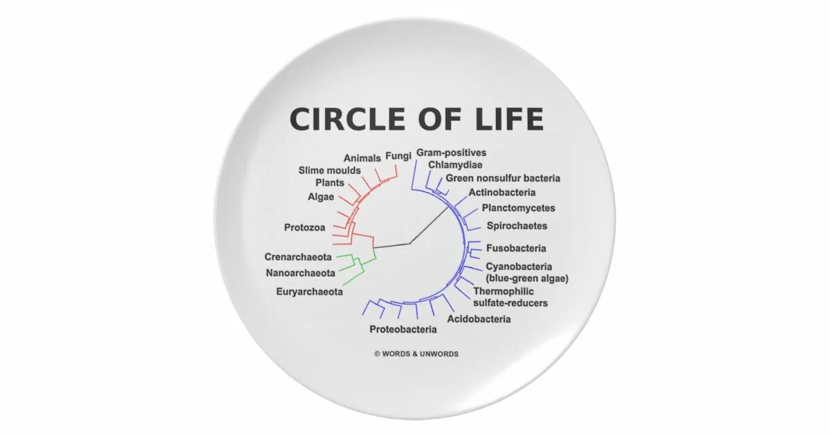 Circle of Life. Circle of Life Автор. Circle in Life. TDD circle of Life.