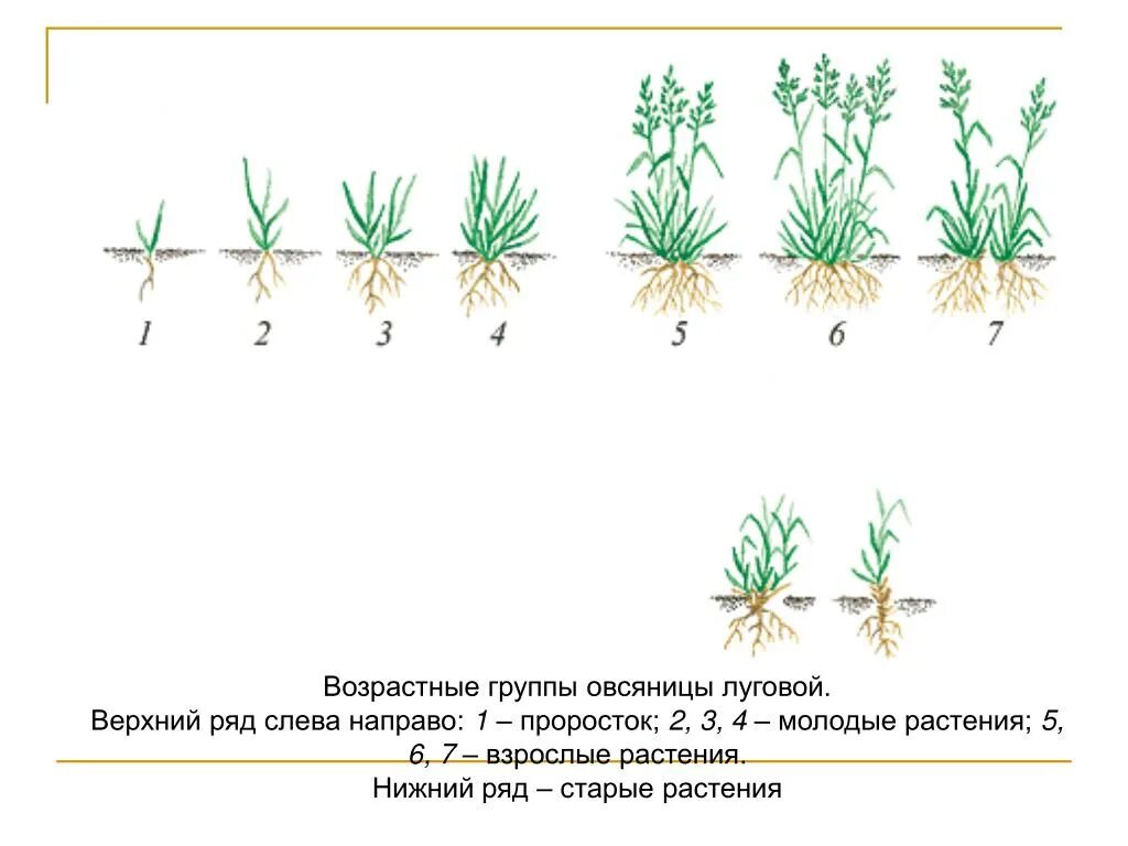 Фазы роста овсяницы Луговой. Овсяница Луговая схема растения. Возрастные состояния овсяницы Луговой. Возрастные состояния растений.
