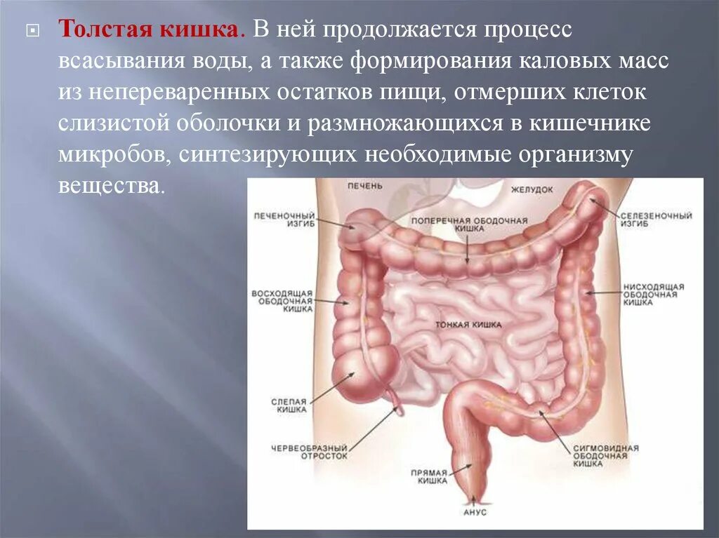 Какие функции толстого кишечника. Слизистая оболочка кишечника строение. Толстый кишечник анатомия. Оболочки Толстого кишечника.