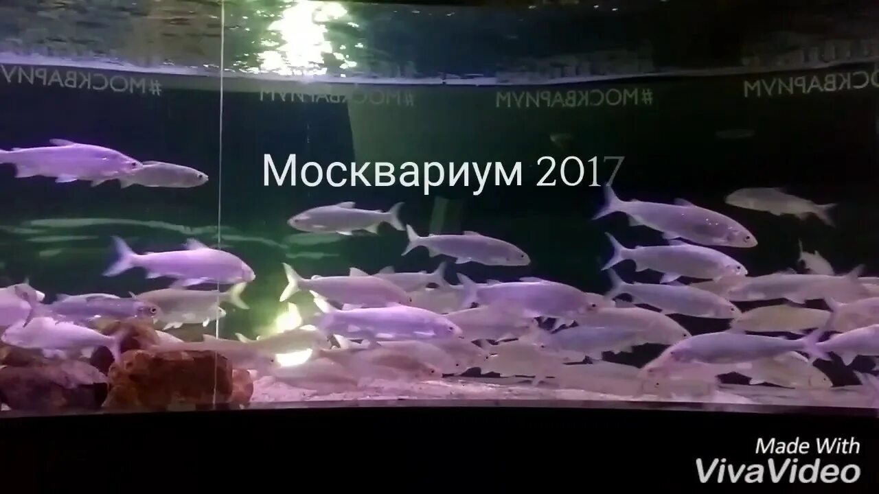 Москвариум маршрутка. Москвариум карта аквариума. План схема Москвариума. Москвариум план здания. Схема мест в Москвариуме.