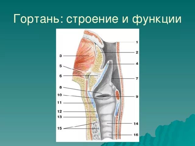 На рисунке изображено строение гортани выберите две. Гортань строение и функции. Строение гортани кратко. Гортпрь строение и функции. Гортань строение и функции кратко.