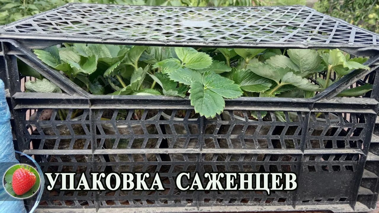 Дачник купил а саженцев клубники. Упаковка для рассады клубники. упаковка саженцев клубники для пересылки. упаковка рассады земляники. лотки для рассады клубники.