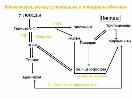 Синтез и транспорт углеводов и липидов