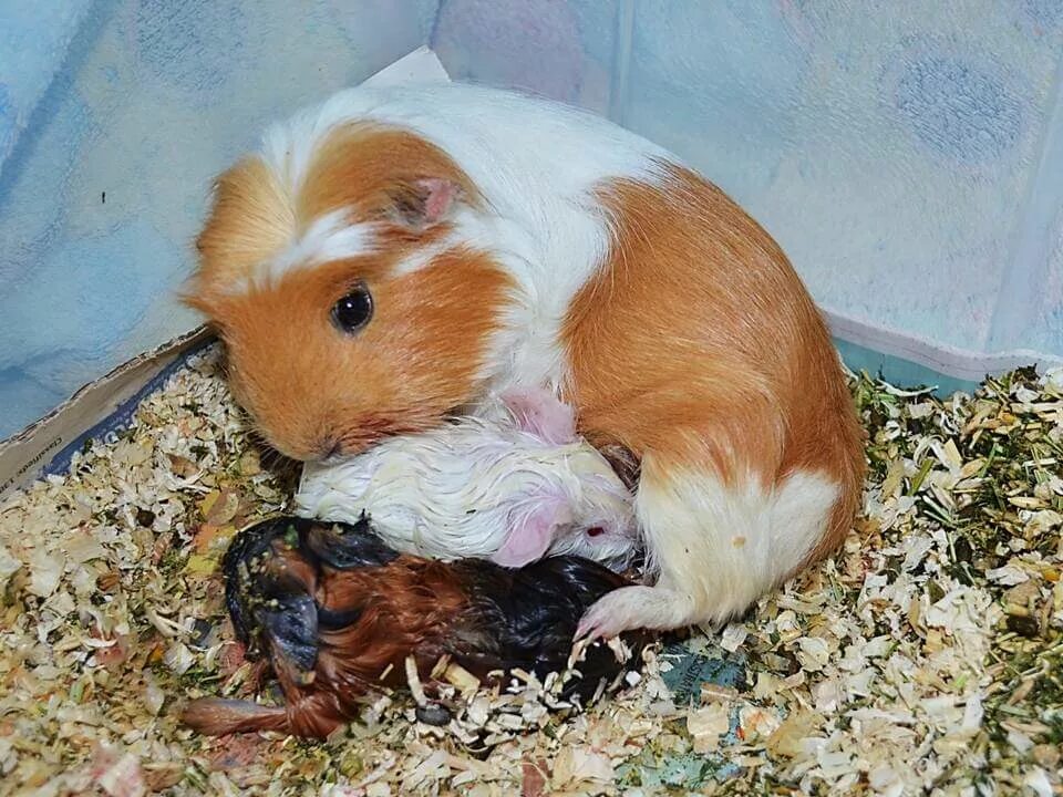 беременная морская свинка может. беременность морской свинки. беременная морская свинка. беременность морской свинки. беременна ли морская свинка.