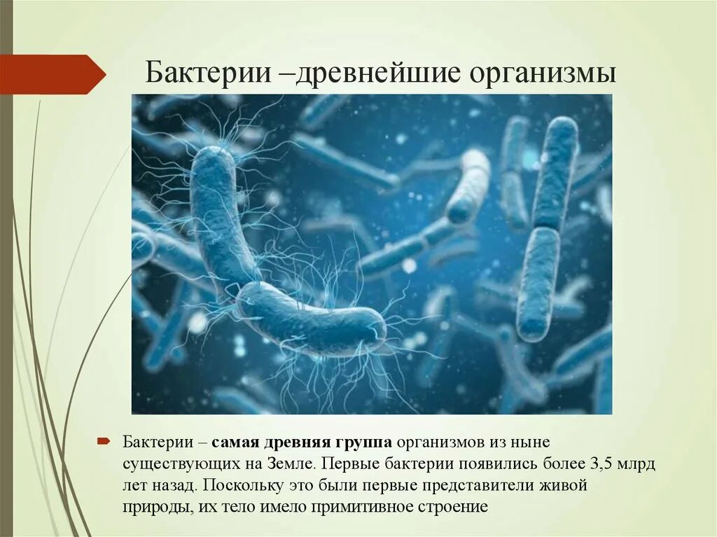 Царство бактерий примеры. Царство бактерий. Древние бактерии. Царство бактерий 3 класс. Плакат царство бактерий.