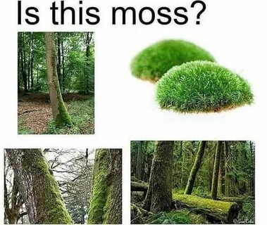 Mos meme