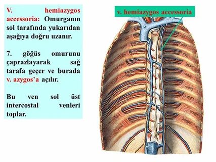 Непарная вена