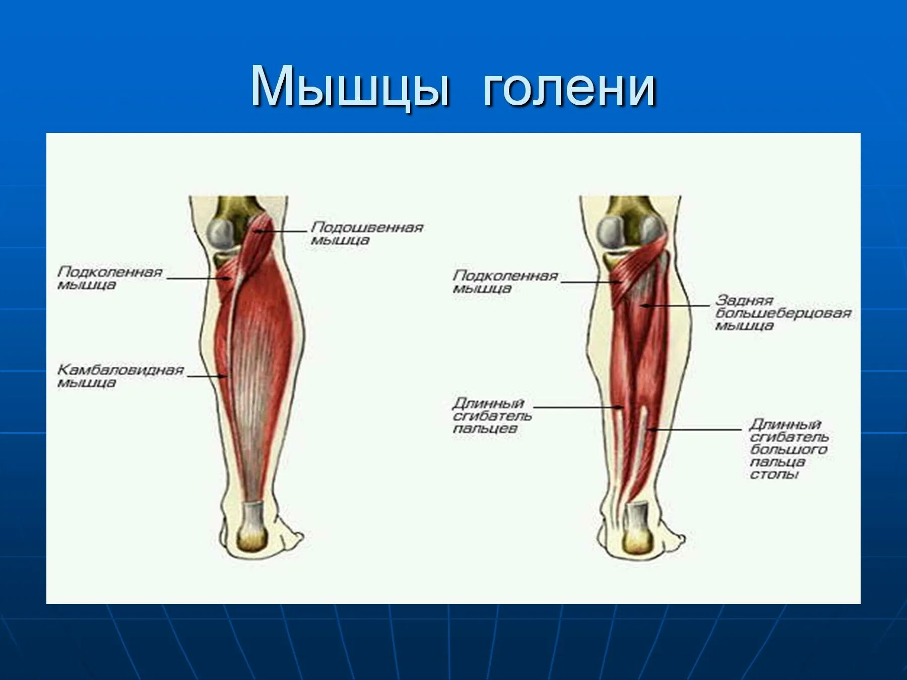 Голень у человека где находится 4 класс. Мышцы голени. Голень у человека. Строение мышц голени. Большеберцовая мышца голени.