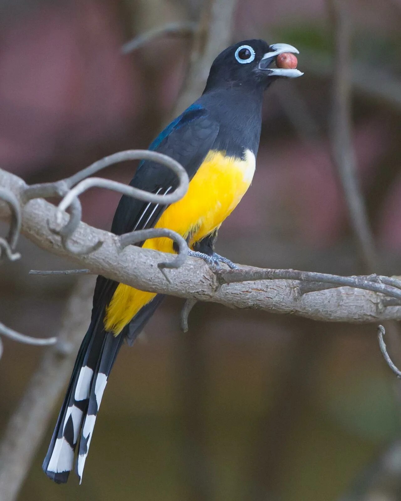 Фото черноголового. Белохвостый трогон. Trogon melanocephalus. Черноголовый. Черноголовый в реальной жизни.