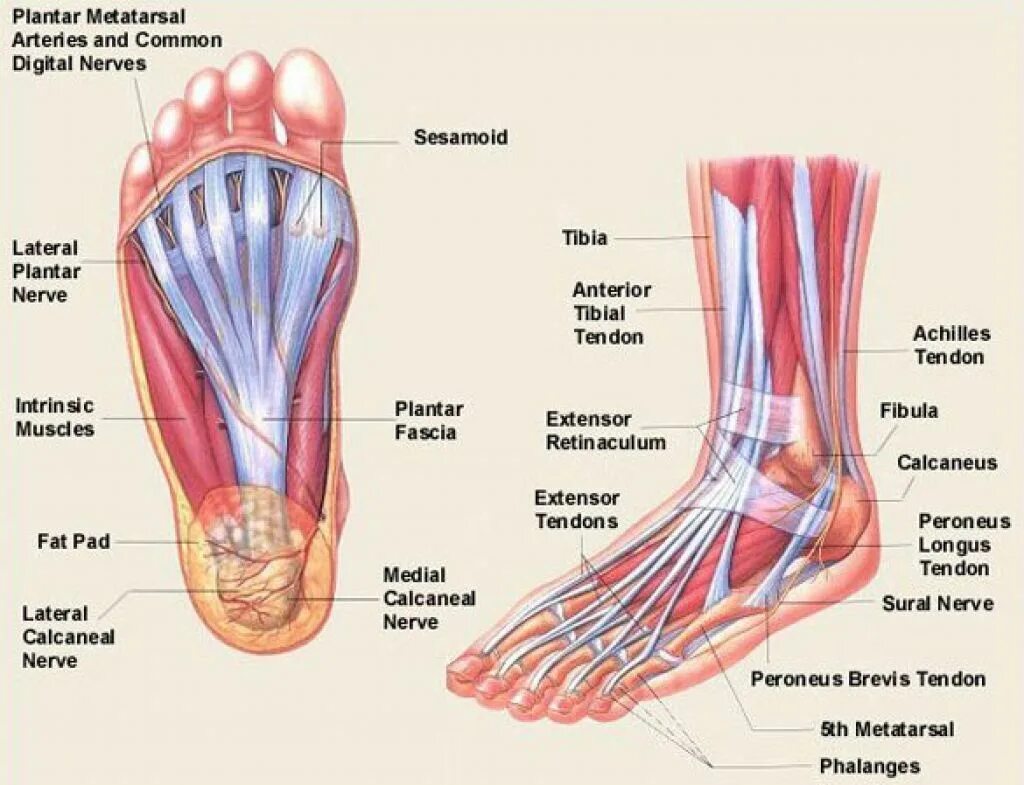 Foot muscle. Строение ступни. Стопы ног. Стопа анатомия. Строение лодыжки человека.