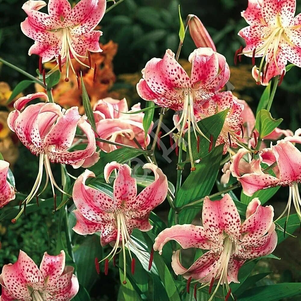 Лилия прекрасная рубрум. Лилия speciosum rubrum. Лилия Специозум рубрум. Лилия СП рубрум.