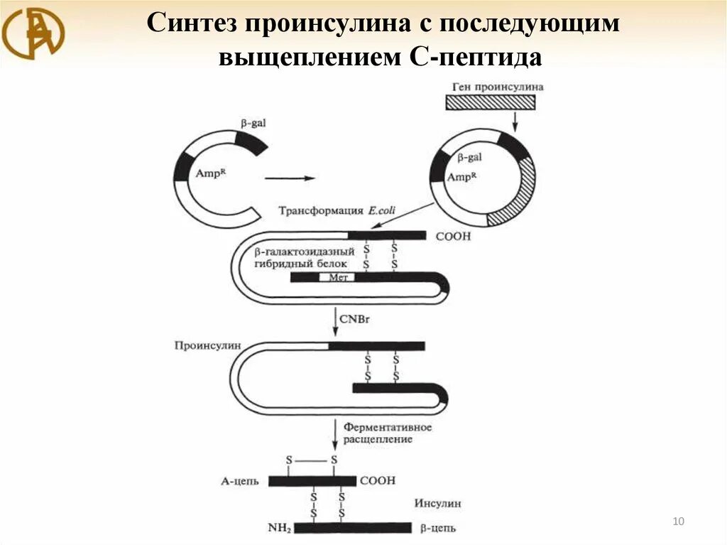 Этапы получения рекомбинантного инсулина. Схема получения рекомбинантного инсулина. Синтез проинсулина с последующим выщеплением с-пептида. Биотехнологическая схема получения рекомбинантного инсулина. Синтез инсулина из белка.