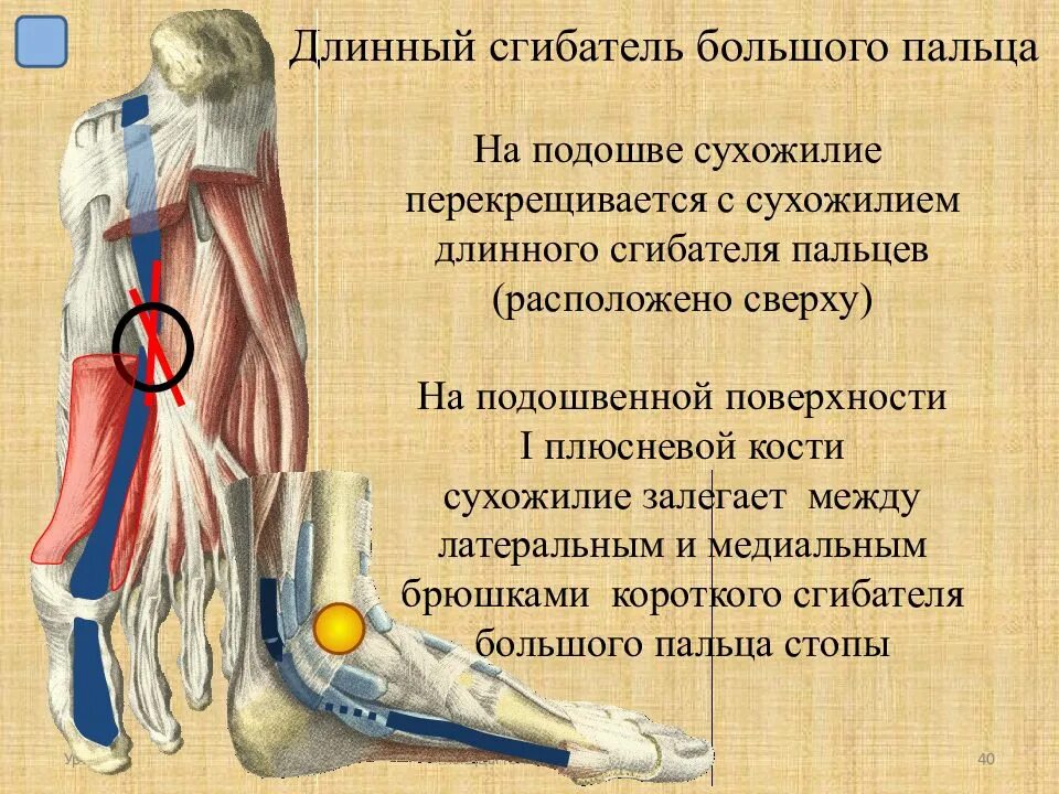 Сухожилие длинного сгибателя большого пальца стопы. Сухожилие длинного сгибателя большого пальца стопы