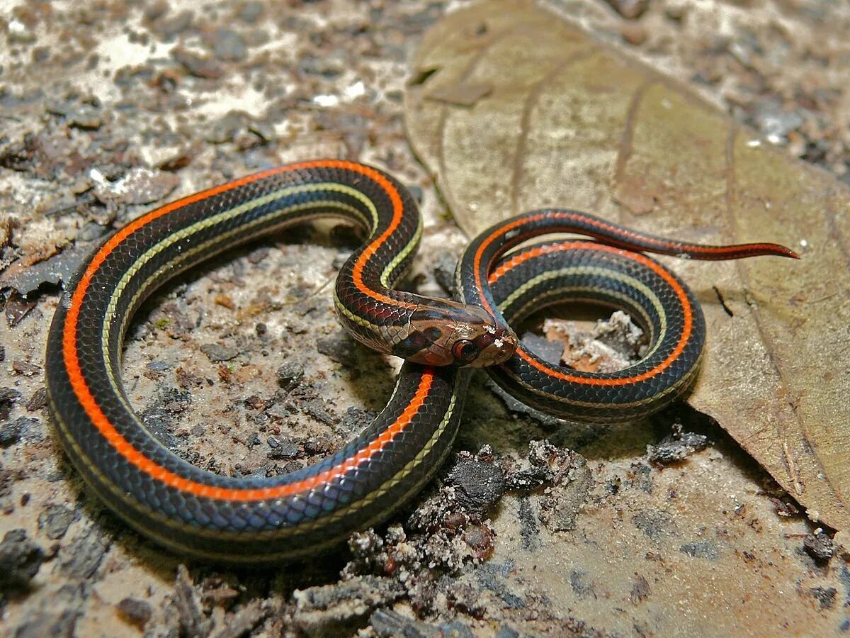 Змеи с полосками на спине. Змея краснобрюхий полоз. Oligodon octolineatus. Краснополосый полоз. Красноголовый Крайт.