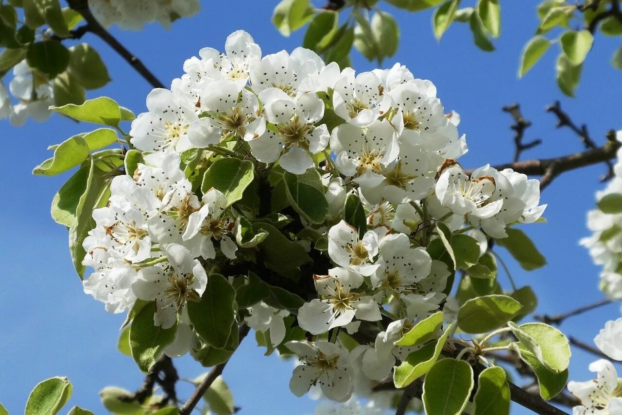 цветы груши. груша уссурийская цветение. груша уссурийская цветение. груша уссурийская дикая цветение. цветущая груша.
